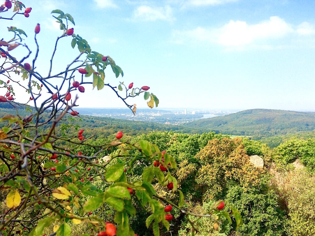 Wer gerät bei diesem Ausblick nicht ins Schwärmen? Der Rheinsteig bietet faszinierende Fernsichten