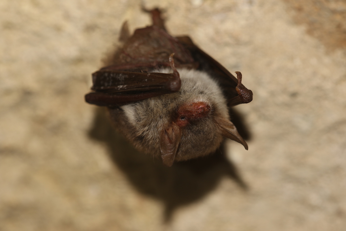 Fledermaus-Führungen im Rheinland - Weltenkundler